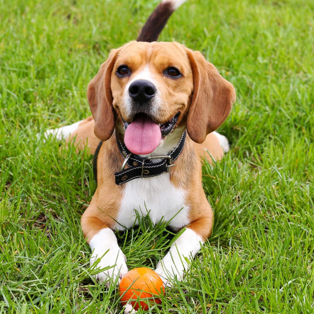 A dog lying in grass