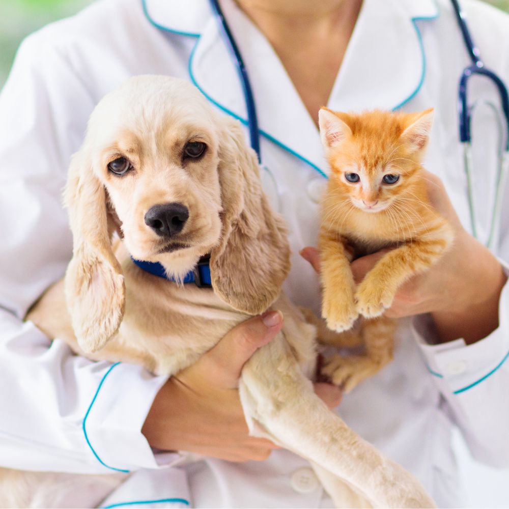 A vet holding a dog and cat