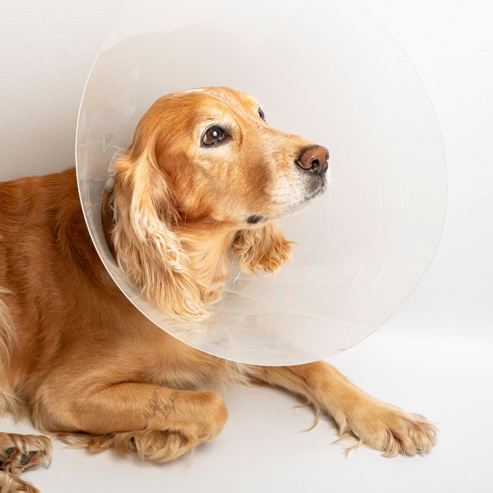A dog wearing a surgical cone
