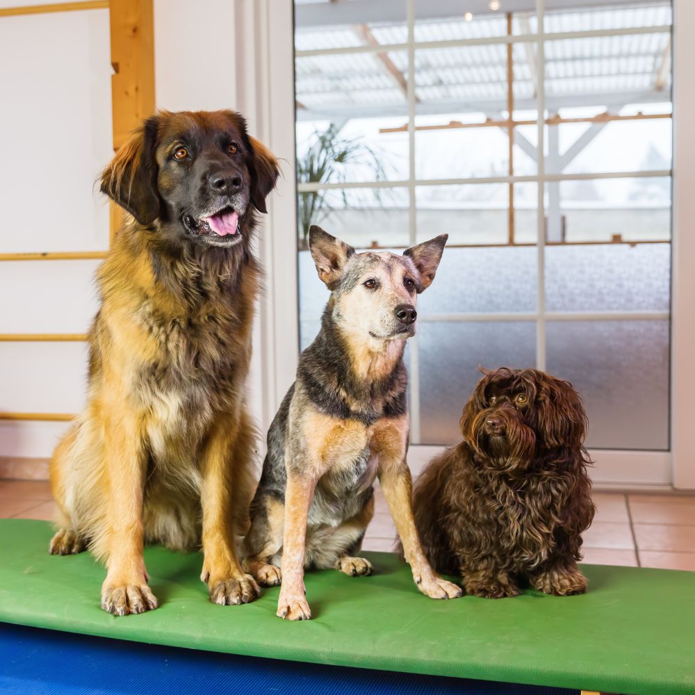three dogs sitting together