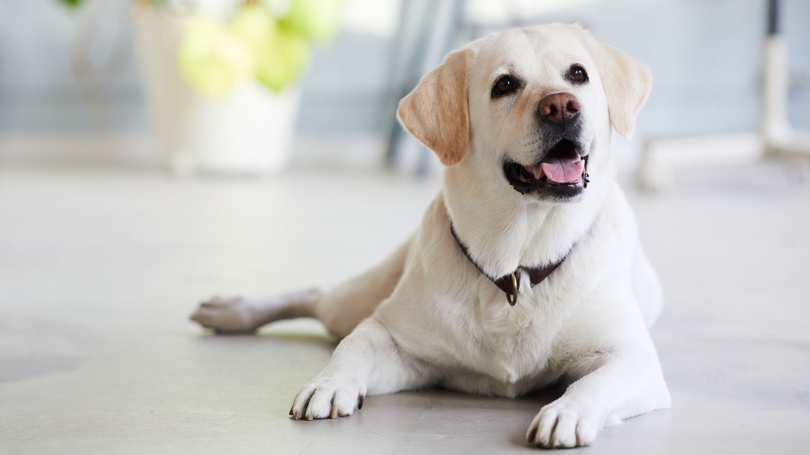 Manlius Veterinary Hospital