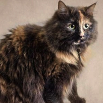 a cat