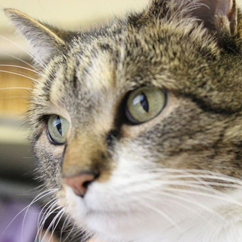 close up of a cat