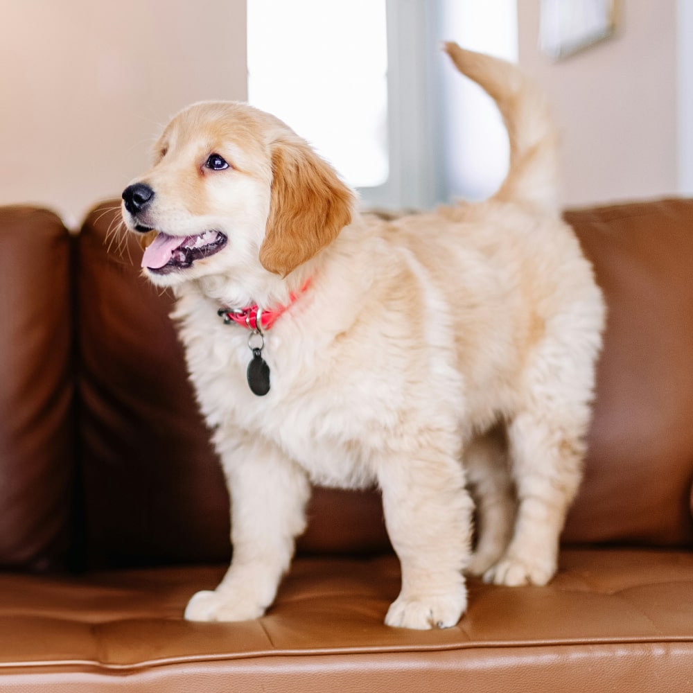 Happy pet dog on a couch