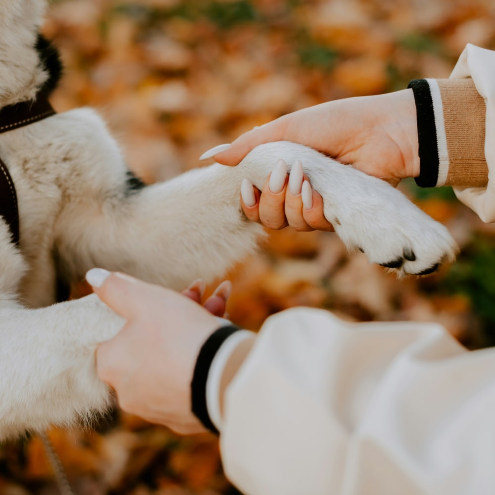 Owner holding her pet hands