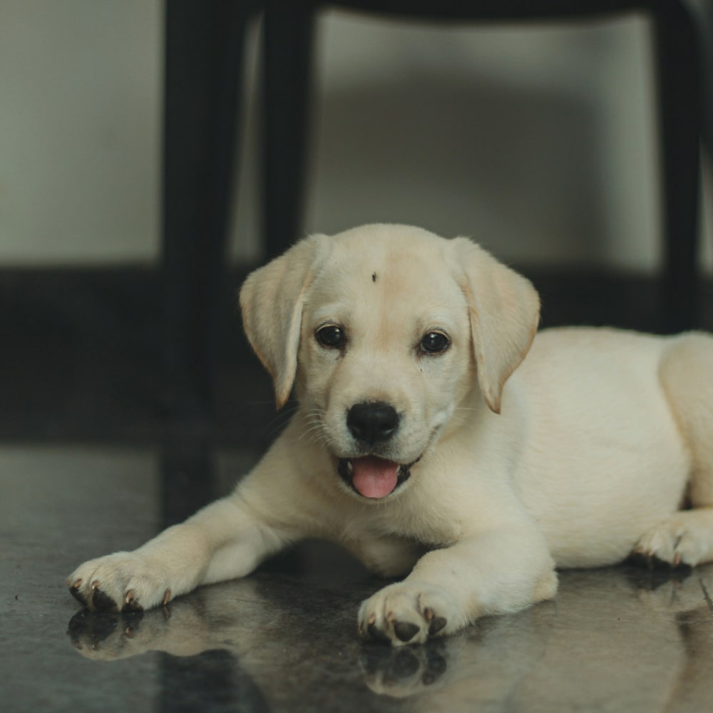 Happy cute puppy sitting  on floor