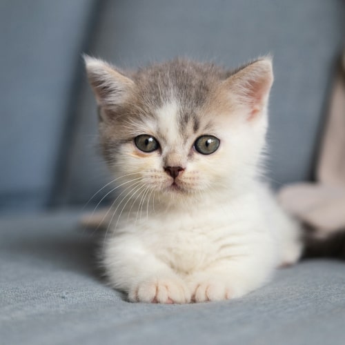 Kitten is sitting on a couch
