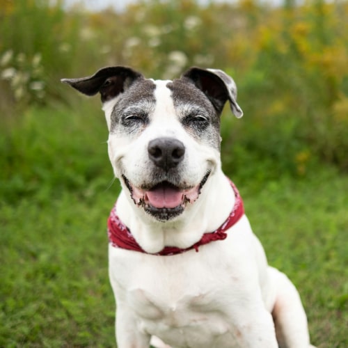 Happy pet dog in farm