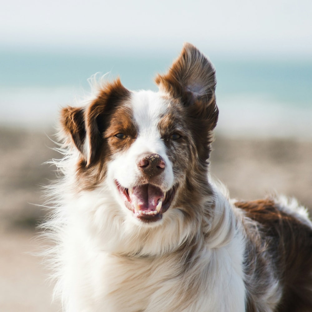 Happy fluppy dog