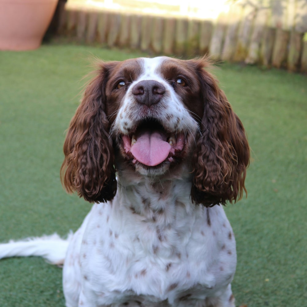 Cute pet dog sitting in a playground