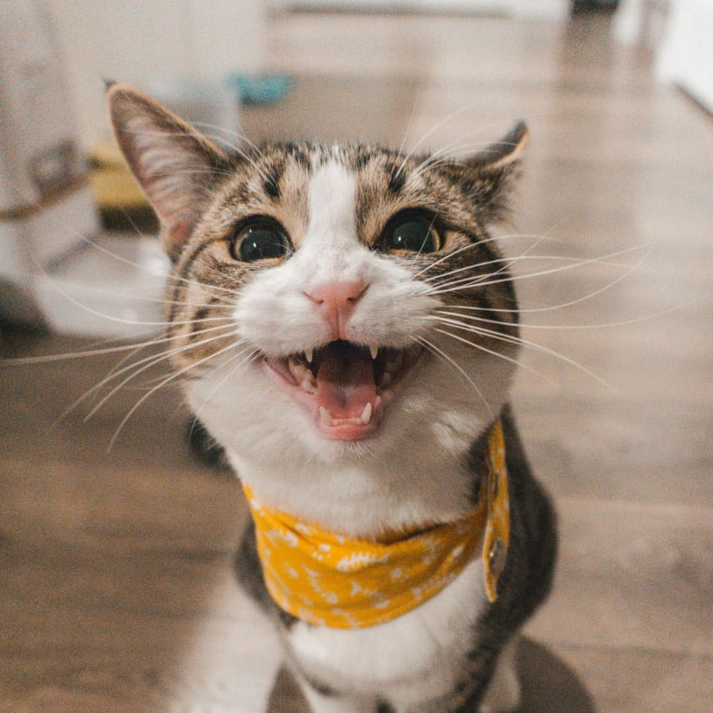 Happy pet cat with her owner
