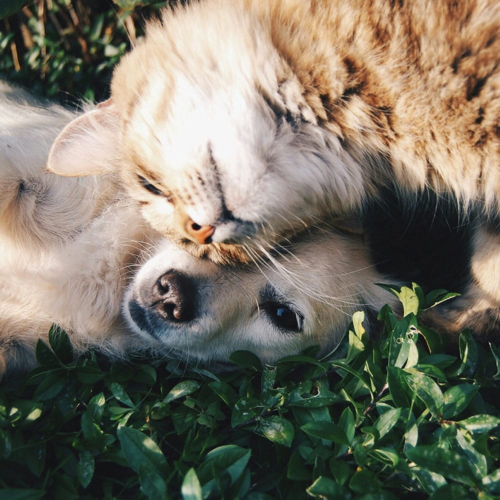 Puppy and kitten playing together
