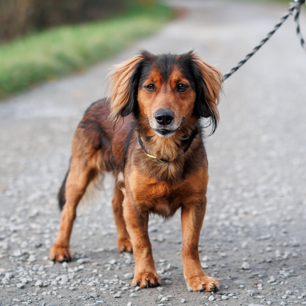 red and black dog on a walk
