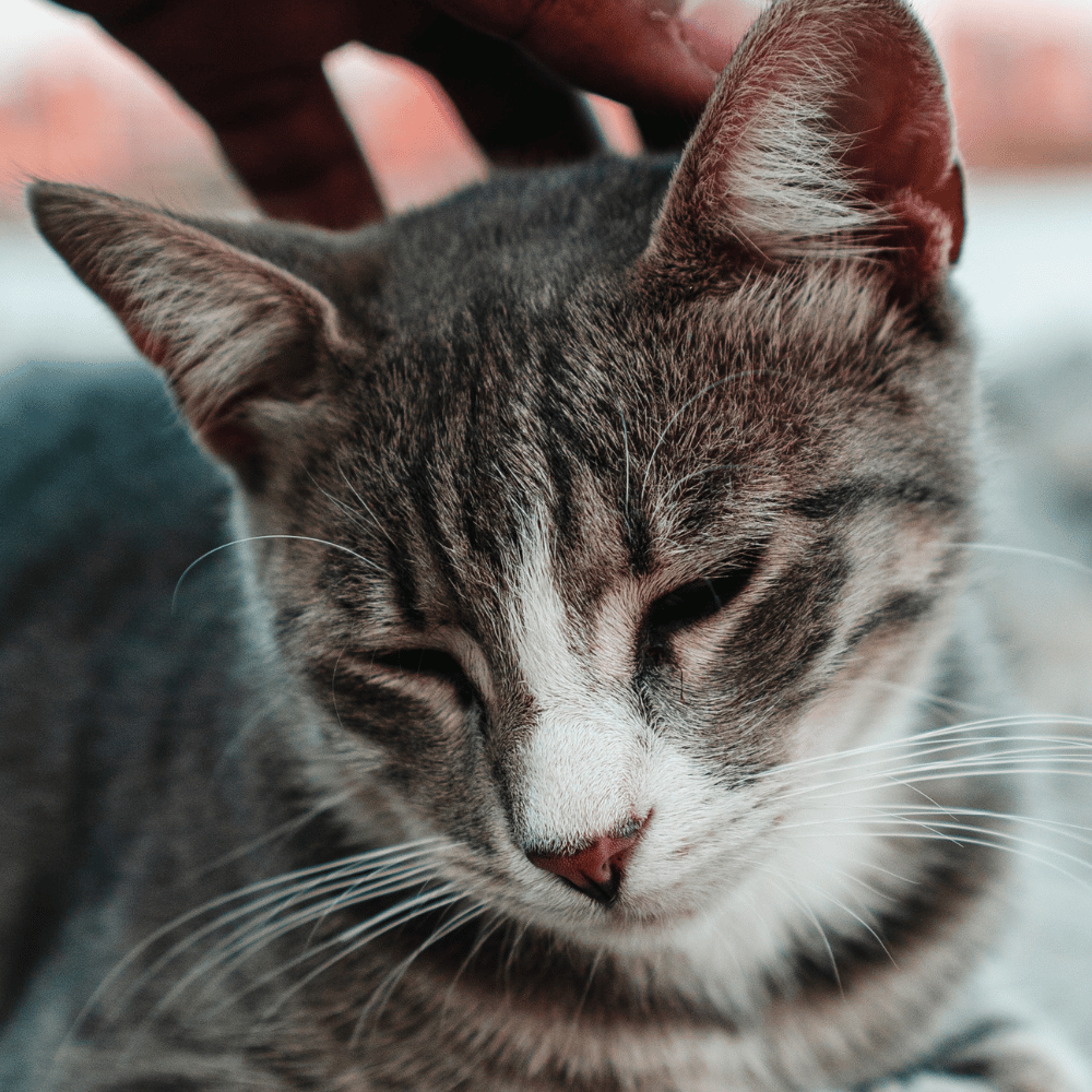 person petting a cat