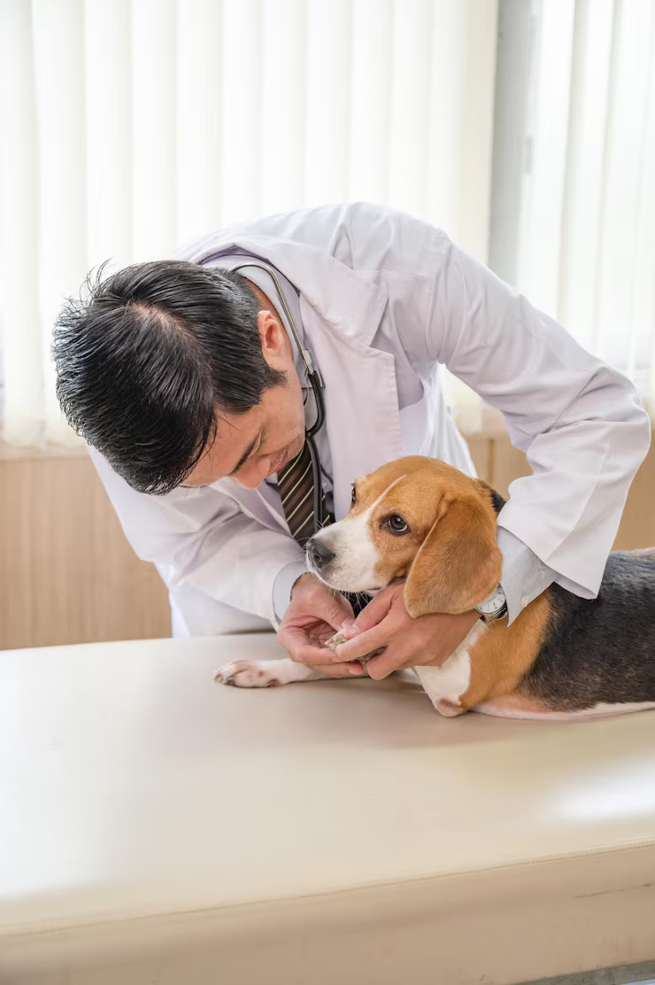 vet examining a dog