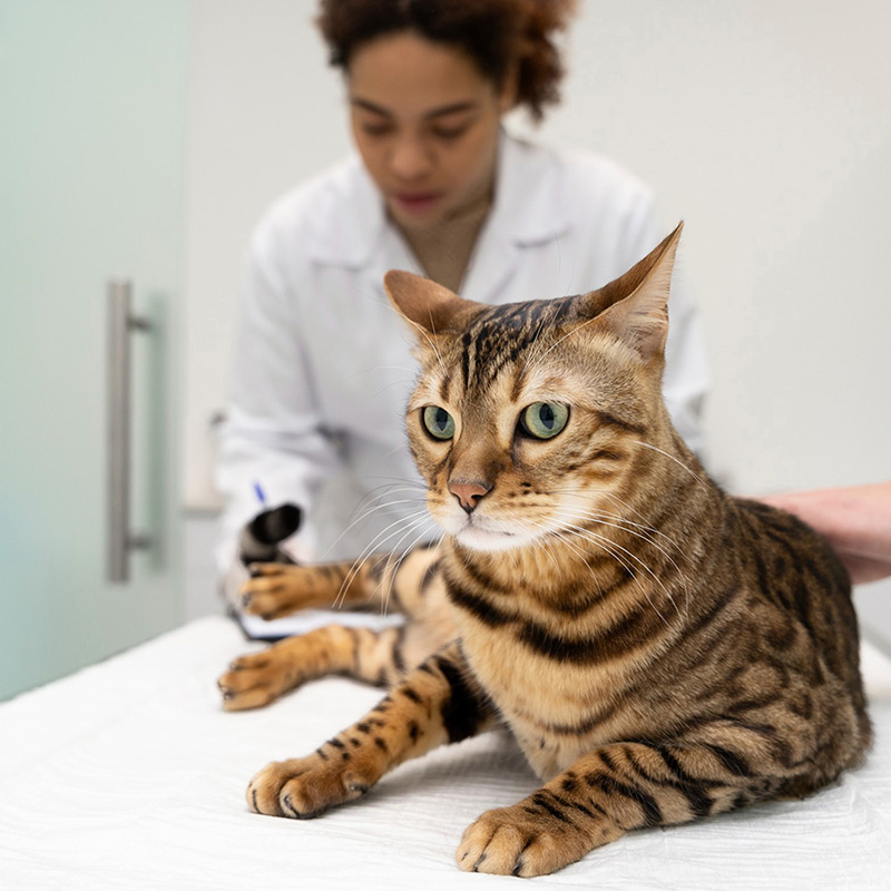 vet helping a cat